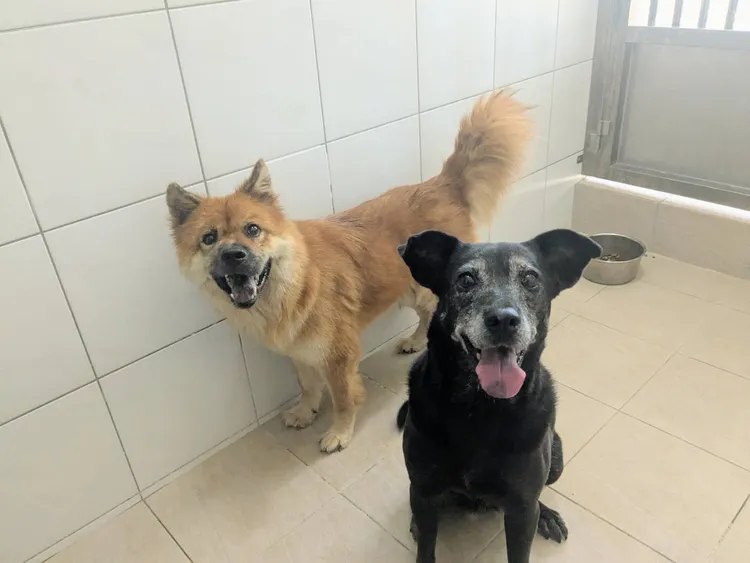 新埔扣押犬24隻已接回動保所安置,並開放民眾認養。新竹縣府動保處提供