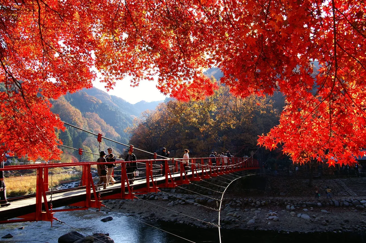 東海第一紅葉勝地「香嵐溪」,沉浸約4000株楓樹染紅山谷與溪流美景。業者提供