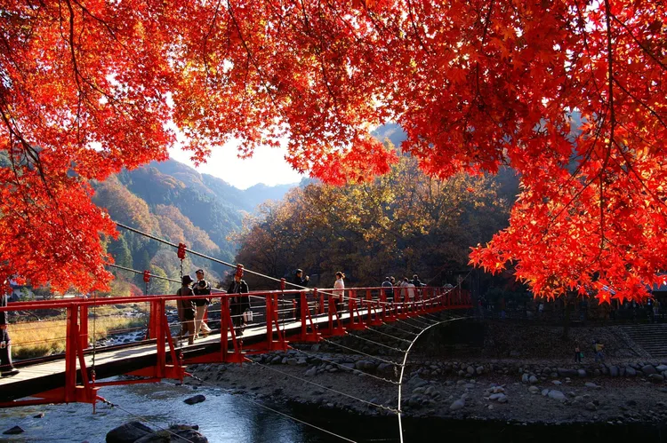 東海第一紅葉勝地「香嵐溪」，沉浸約4000株楓樹染紅山谷與溪流美景。業者提供