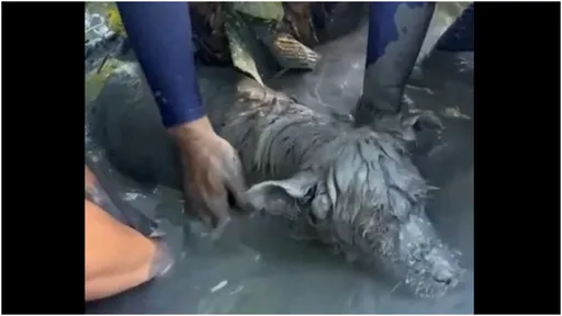 災區爛泥露出一顆頭 牠泥濘到看不出什麼動物!模樣惹人憐