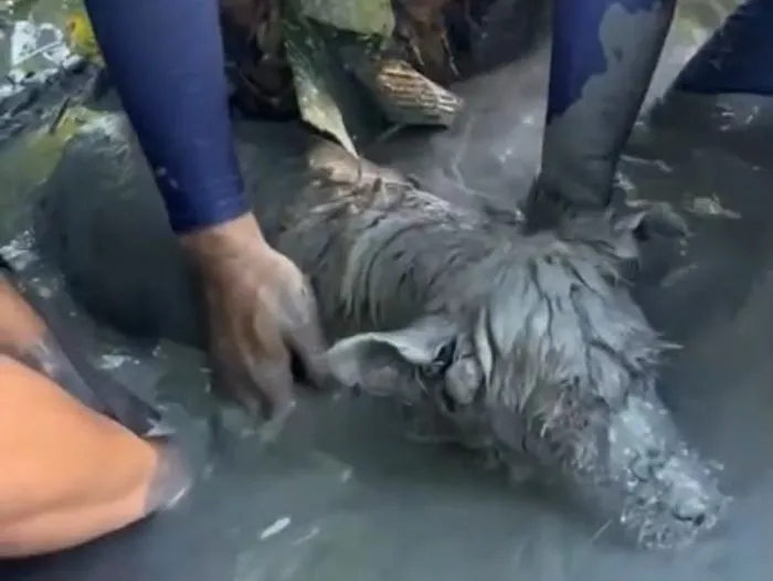 花蓮光復鄉災區爛泥露出一顆頭，牠泥濘到看不出是什麼動物。高適消防局提供