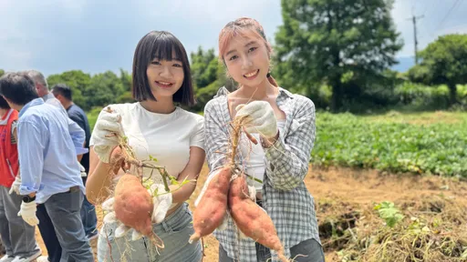 萬里「高山地瓜」綿密、甜度高 入菜米其林料理飄香!限時限量開賣
