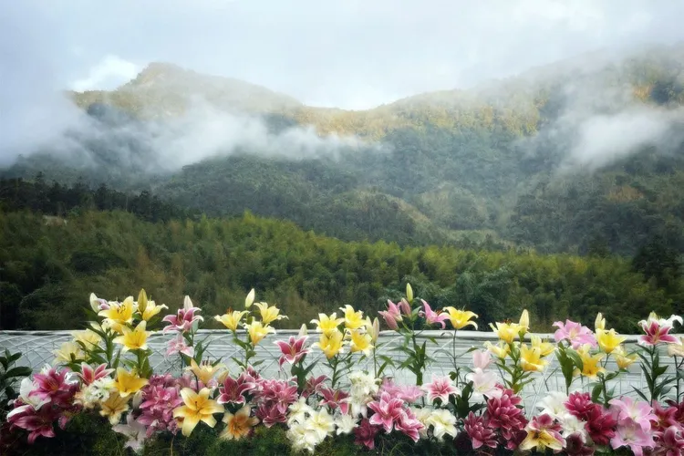 阿里山樂野部落山谷裡的百合花綻放繽紛的色彩。阿里山百合生產合作社提供