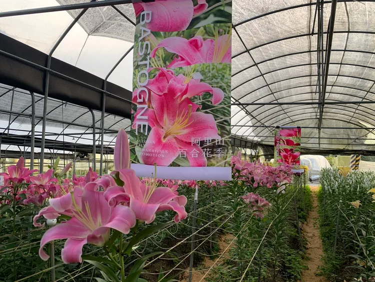 阿里山樂野部落百合花季10/4至10/31浪漫登場。阿里山百合生產合作提供