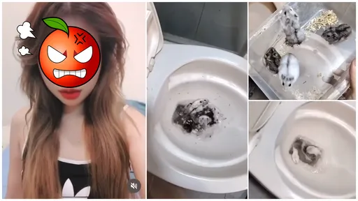 10隻小倉鼠丟馬桶沖掉!台中動保處怒了 惡女最重被關+罰200萬