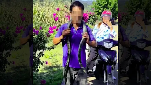 誤認眼鏡王蛇是無毒長蛇 掛頸當玩具!他被咬一口2小時斃命
