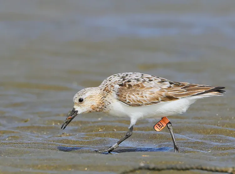 三趾濱鷸。徐瑞芳提供