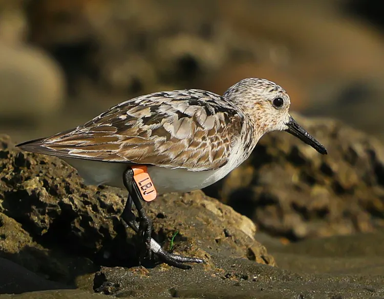 三趾濱鷸。徐瑞芳提供