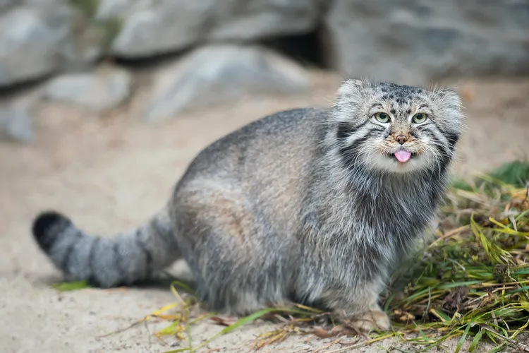 壹苹派生活美语 野外厌世猫猫:兔狲
