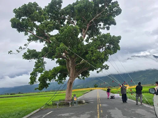 樺加沙肆虐!台東「金城武樹」被五花大綁 池上鄉公所啟動護樹措施