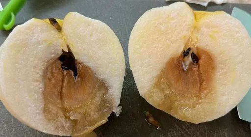 好市多水梨爛透了!懶得帶回去退怎辦?內行人曝更簡便方法