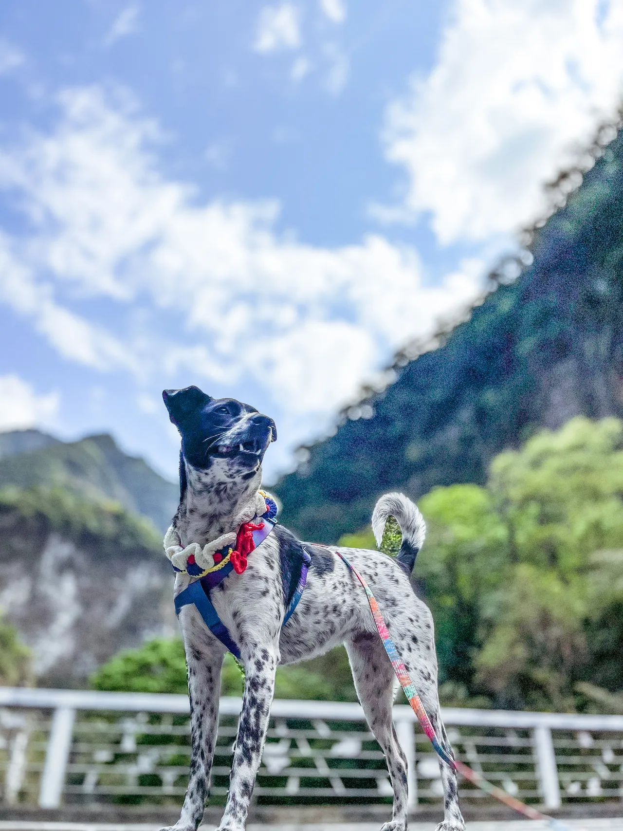 太魯閣晶英酒店始終珍視與生命共生的價值,從收養浪犬「太妹」成為首席快樂犬,到協助浪貓完成絕育與醫療,並成為飯店的「安全官」,我們相信:尊重生命,才能真正打造溫柔有感的企業文化。太魯閣晶英酒店提供