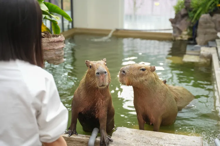 MOGU KABI夏威夷豆塔專賣店飼養了4位水豚店長。田欣雲攝影