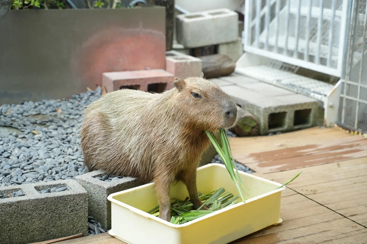 勿捡拾盆里的青草喂食,避免被不小心咬到手指。田欣云摄影