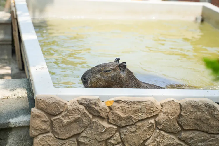 位於戶外水池的水豚鹽工。田欣雲攝影