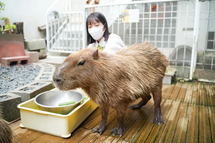 進入戶外園區與水豚店長互動。田欣雲攝影