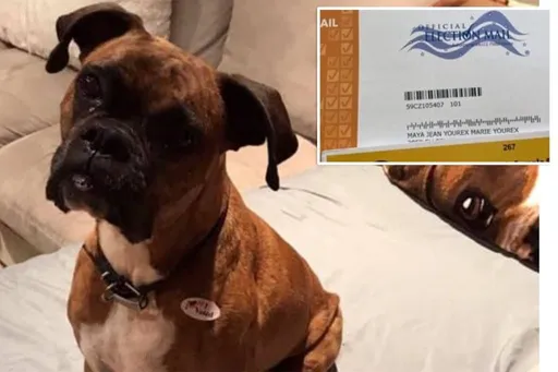 愛犬登記選民「竟收到選票」!她恐重判6年喊冤:只想凸顯漏洞