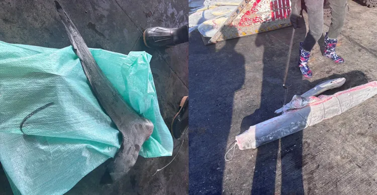 不久前「連○發」遠洋漁船也被發現以同樣手法捕魚，加國求助我方，檢方在船上找到關鍵證據。屏檢提供