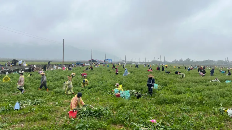 每年在玉里長良舉辦的蘿蔔節。邱垂泉提供