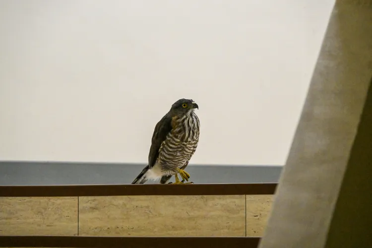 北市議會意外現身「不速之客」鳳頭蒼鷹，後續將擇期野放重返天空。台北市動保處提供