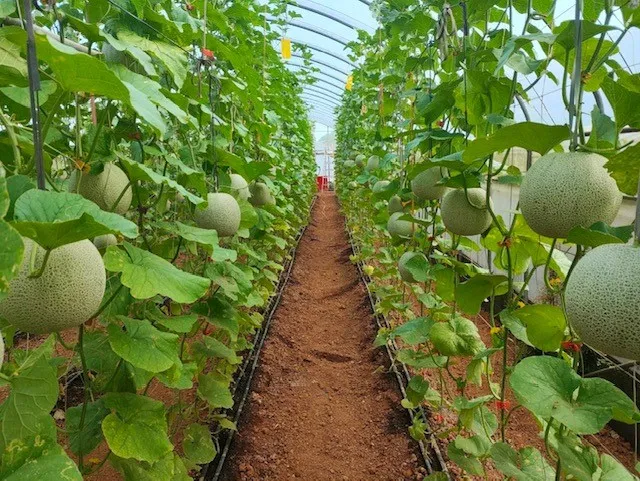台塑楊梅有機生態農場哈密瓜採「一株一果」管理，今年大豐收。台塑楊梅農場提供