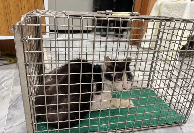 動保處將貓咪捕捉安置並送醫治療，目前等待認養。台北市動保處提供