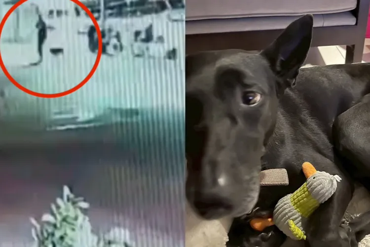 胡嫌8月間才犯下偷走米克斯犬「Michael」虐打致死，拋屍基隆河的惡行，遭到全網撻伐。翻攝畫面