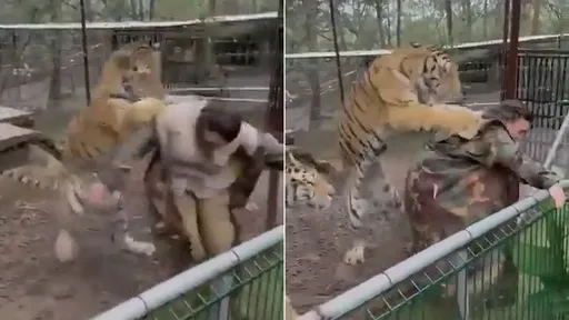 最凶患者!猛虎身后挥爪偷袭 要把女兽医强行拖回家