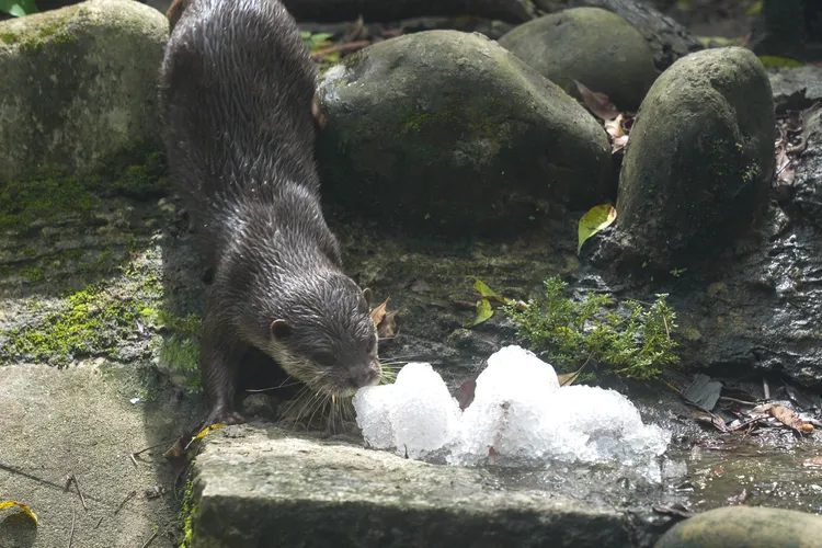 中央廚房添購製冰機，為動物推出限定版「蔬果剉冰」。台北市立動物園提供
