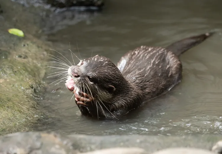碎冰魚飯糰裡包著水獺平時食用的目孔魚等魚類。台北市立動物園提供