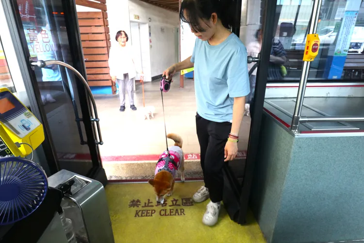 毛小孩不用裝進狗籠，用繫繩牽著就能搭車，但飼主要小心看顧，若便溺要即時處理。南市府提供