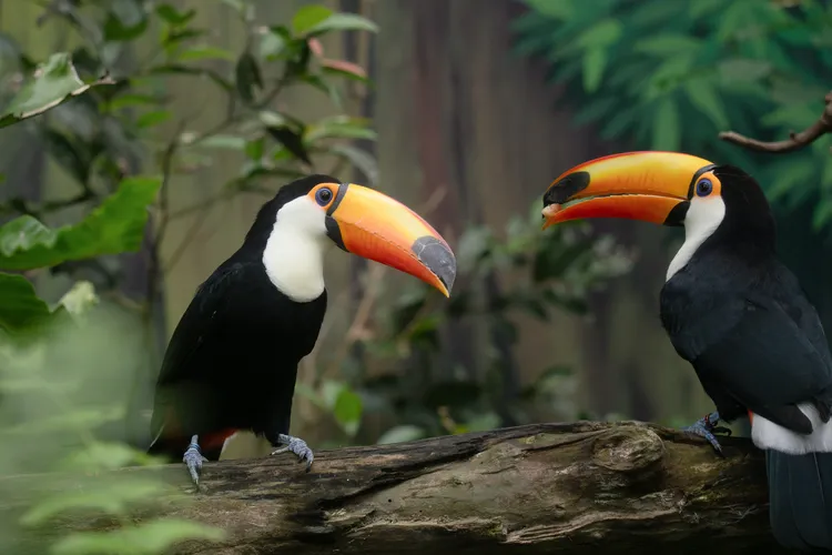 動物園6月下旬不對外開放期間，翻新了大巨嘴鳥的活動場。台北市立動物園提供