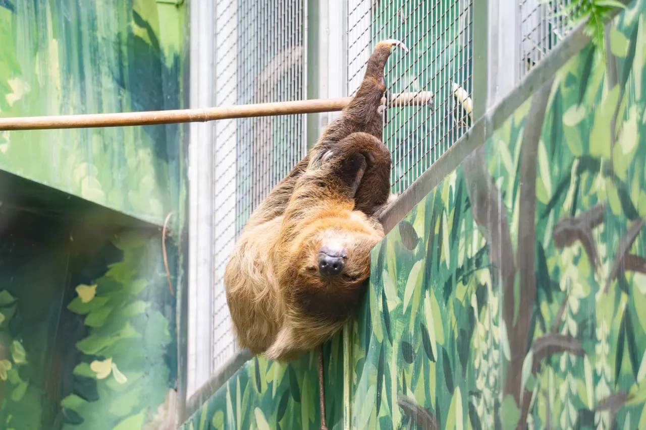 樹獺掛成大毛球,仍不忘與網外的同伴互相叫囂。台北市立動物園提供
