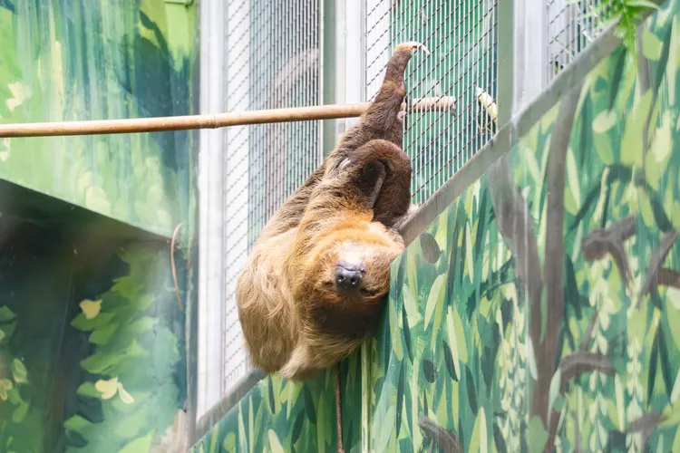 樹獺掛成大毛球，仍不忘與網外的同伴互相叫囂。台北市立動物園提供