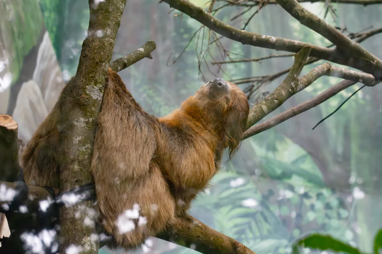 二趾樹獺在樹枝間悠閒垂掛,疑似閉眼開睡。台北市立動物園提供