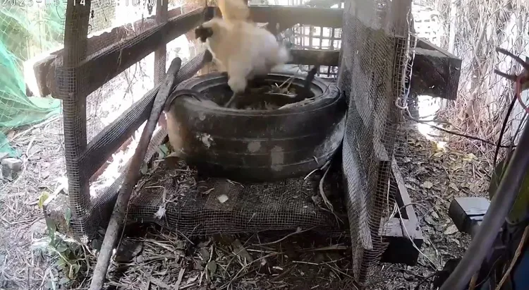 雞舍場主發現雞蛋莫名失蹤，裝監視器才發現是「蛇蛇」幹的好事。鄭琨諺提供