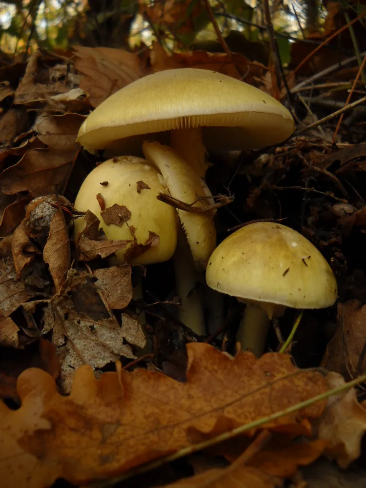 全世界最致命的毒菇「死帽菇」。翻攝wiki/Amanita phalloides