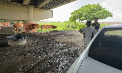 屏東潮州牛隻亂入道路擾交通!違反道交條例與動保法 飼主要大撒幣了