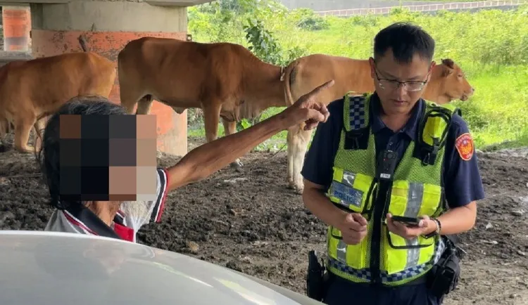 畜牧場牛隻2日深夜跑到馬路上。翻攝畫面