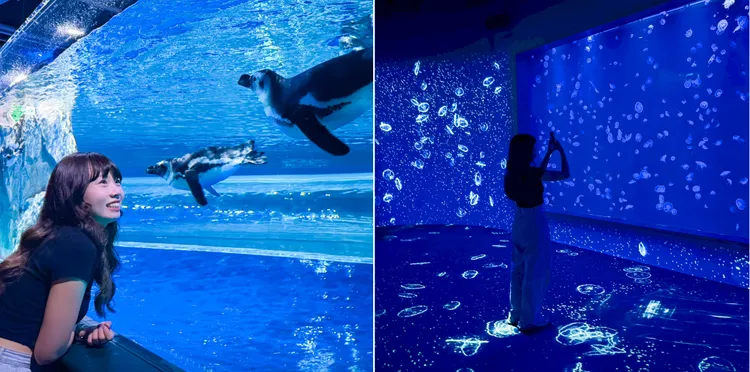 台中海洋館首創可近距離觀察企鵝的開放式展示缸（左）；水母區數千顆晶瑩剔透的水母，搭配沉浸式互動投影，有如進入水母幻境。業者提供