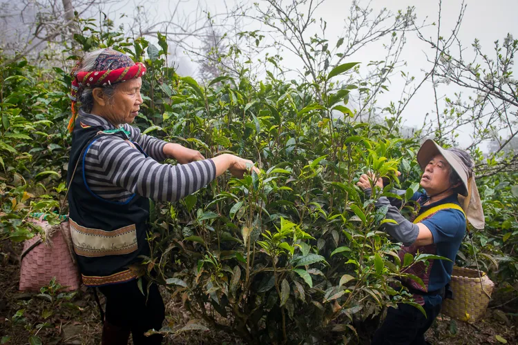 高雄市桃源區寶山部落族人悉心培植、採茶。翻攝畫面
