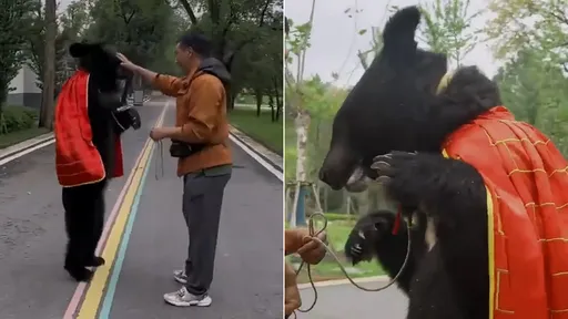 黑熊工讀生?牠直立行走陪員工逛動物園 園方喊冤是真熊