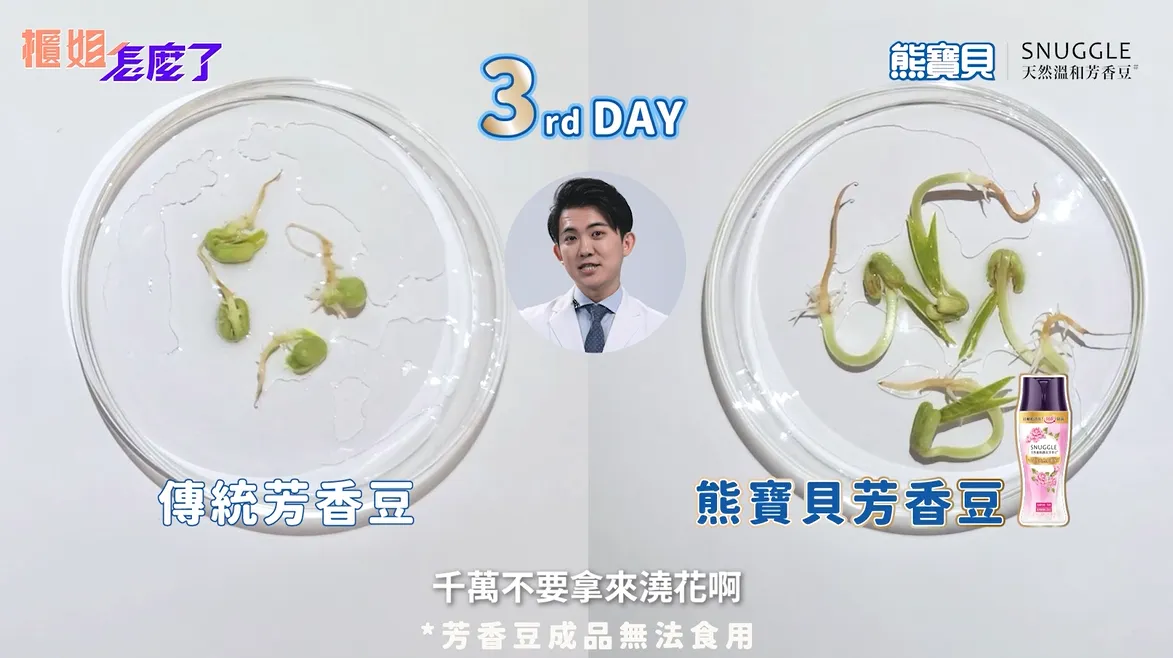 利用熊寶貝芳香豆水種植綠豆,豆芽菜也能茁壯,顯示出其天然特性不影響植物生長。(*芳香豆成品無法食用)