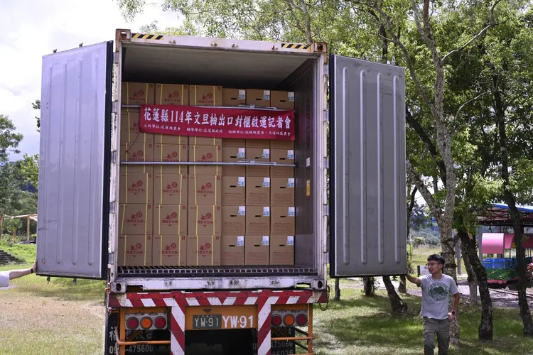 花蓮文旦柚大豐收裝箱出口。花蓮縣政府提供