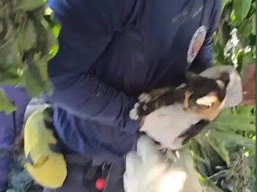 花蓮救難隊重災區挖掘聽到微弱叫聲 救下困斷枝小貓!