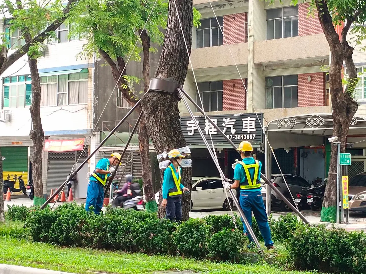 轻轨沿线雨豆树防倒加固作业。翻摄画面