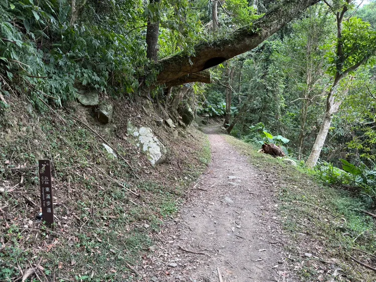 東眼山步道裸男出沒。大溪警分局提供