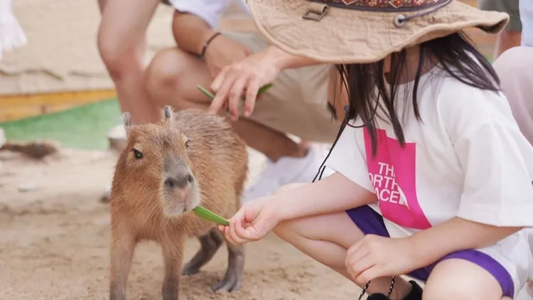 礁溪回巢農場提供近距離餵食小動物體驗，享受療癒時光。晶泉丰旅提供