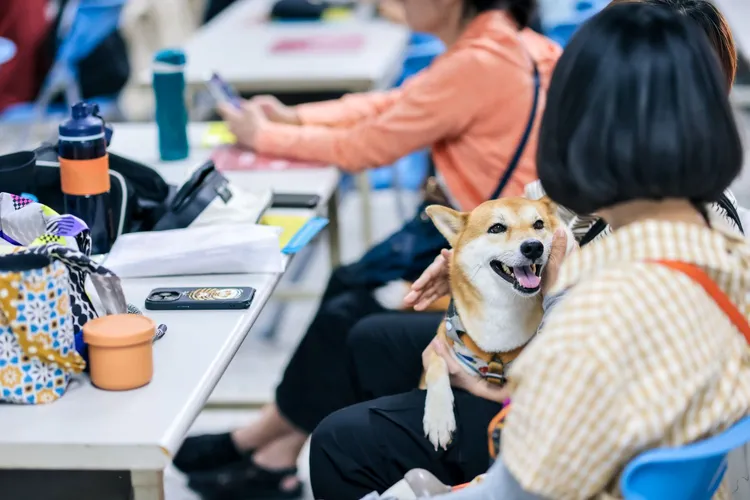 9/21國家防災日，高雄市動保處請獸醫師黃楷迪傳授狗貓防災急救包與外傷處理。翻攝畫面
