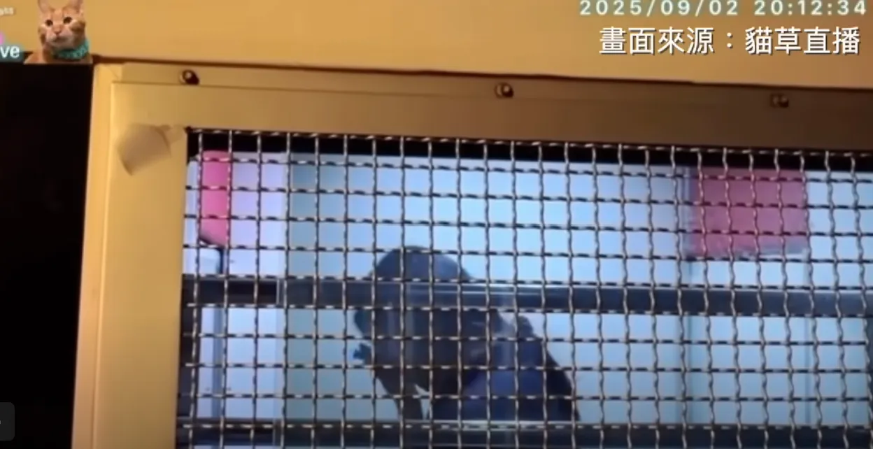 应晓薇听到支持者喊加油 ,在囚车内频频拭泪。翻摄自「小草-艾草」YouTube